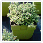 Citriodora aura